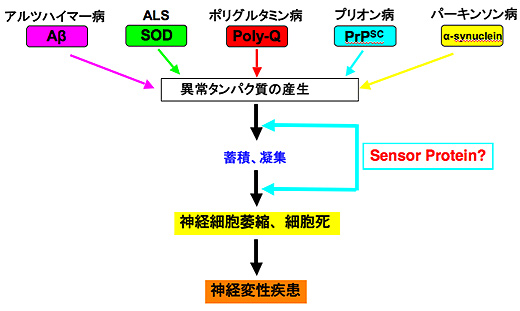 京都大学 垣塚研究室